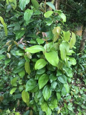 Ceylon Cinnamon Leaves